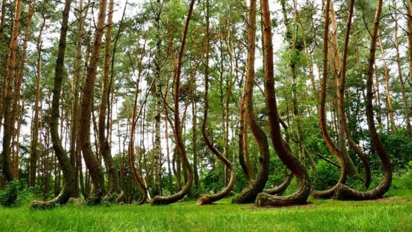 Forets insolites arbres etranges monde 1